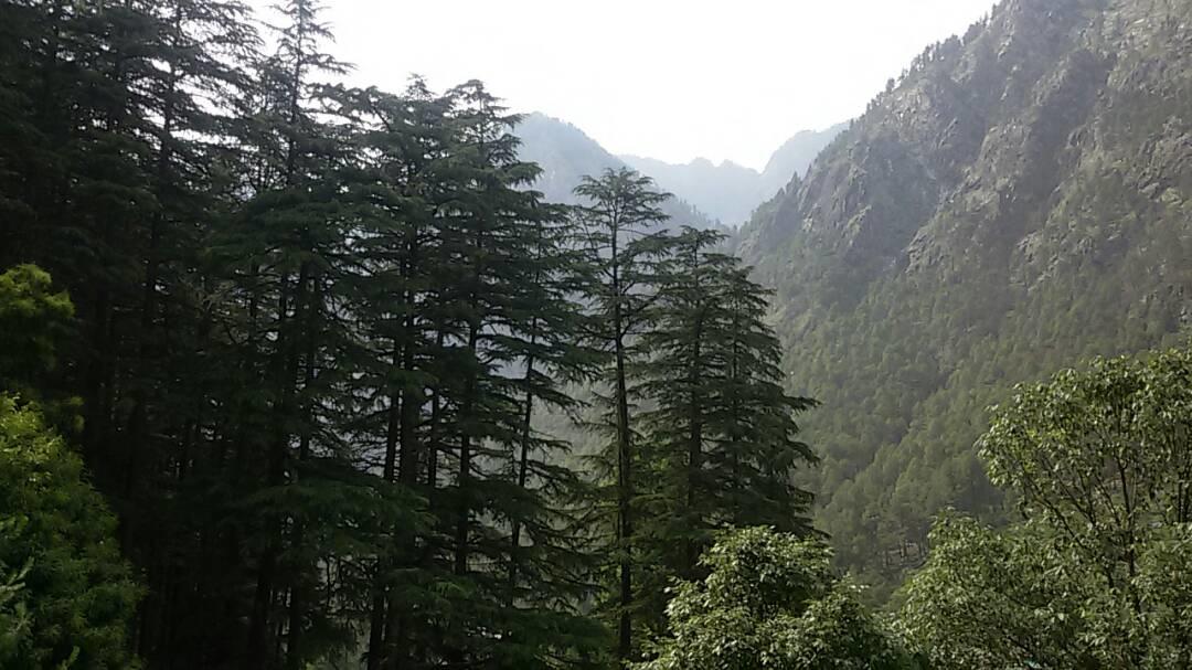 Hotel Deep Forest Kasol Ngoại thất bức ảnh